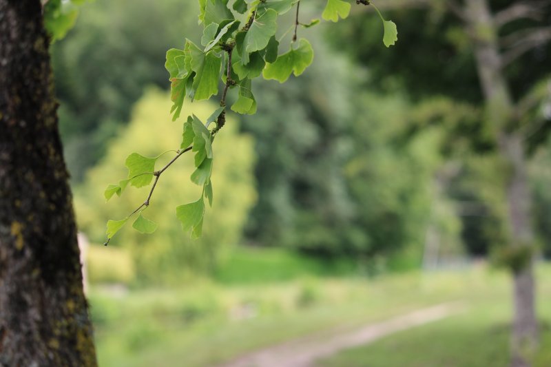  Ginkgo biloba mon arbre préféré pour la forme des_feuilles_prise de vue 1. 26 juin 2022 bord du canal derrière résidence du canal. Corentin Costard